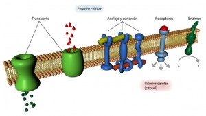 membranas celulares